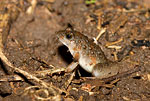 Puddle Frog